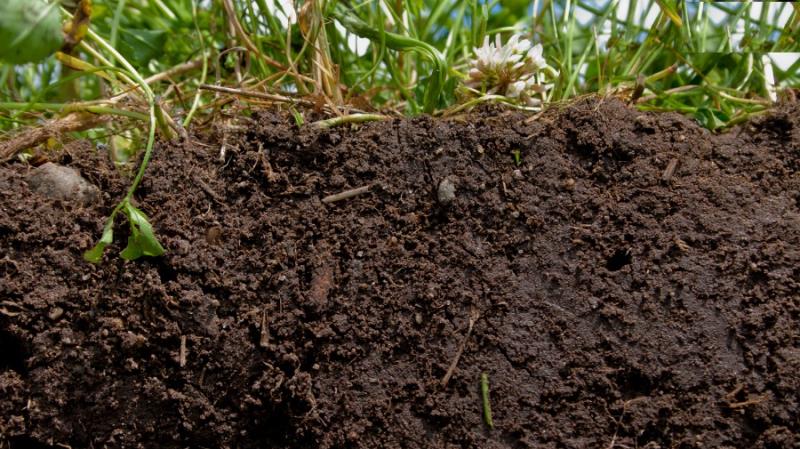 Đất thịt trồng cây