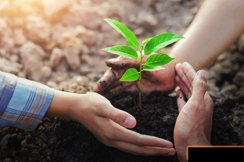 Đất trồng cây hàng năm