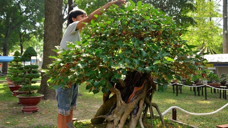 Cây dâu tằm không nên trồng trước nhà