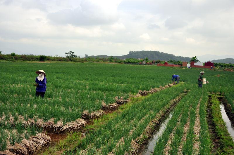 Điều kiện và chi phí để được phép bán đất ruộng