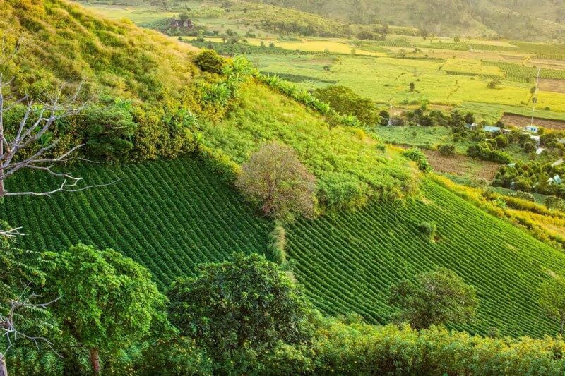 Cải tạo đất đồi tại Việt Nam