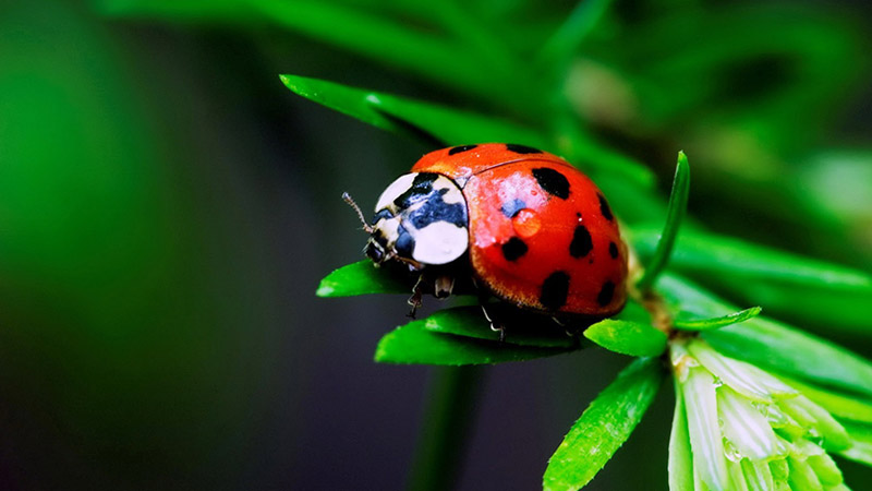 Chọn đối tượng chụp