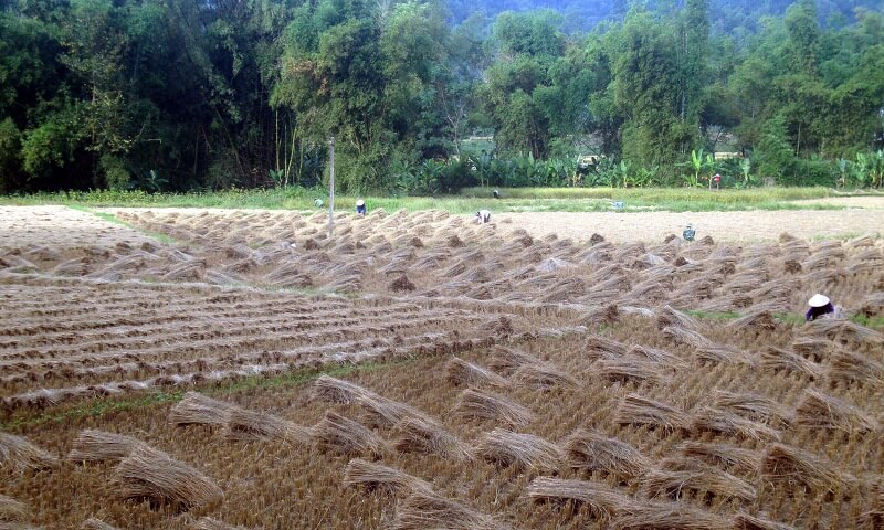 Thời gian gia hạn sử dụng đất trồng cây hàng năm không quá 50 năm