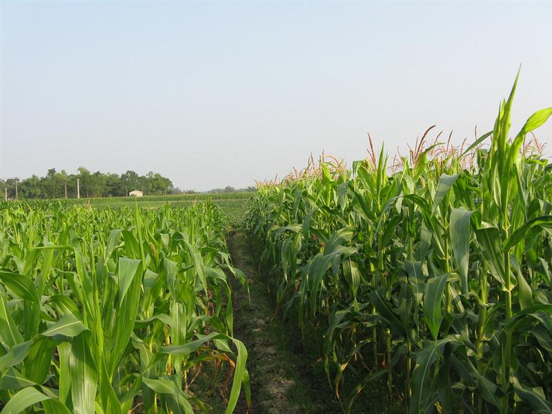  Những quy định về việc chuyển đổi đất HNK sang đất thổ cư