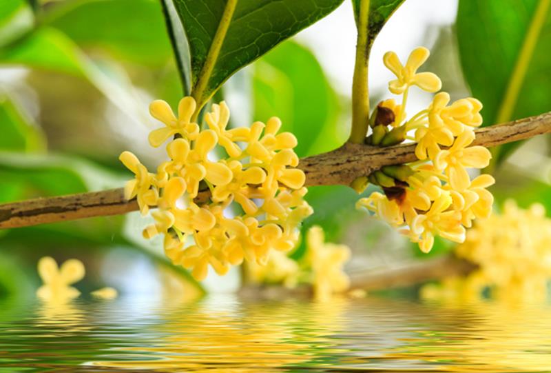 Hoa mộc nhỏ xinh có mùi hương quyến rũ