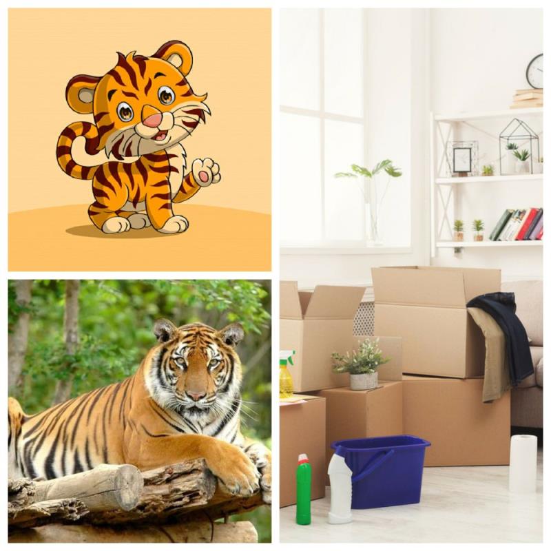 Tránh cho người tuổi Dần chuyển nhà