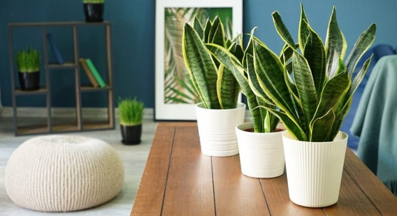 Lợi ích cây lưỡi hổ