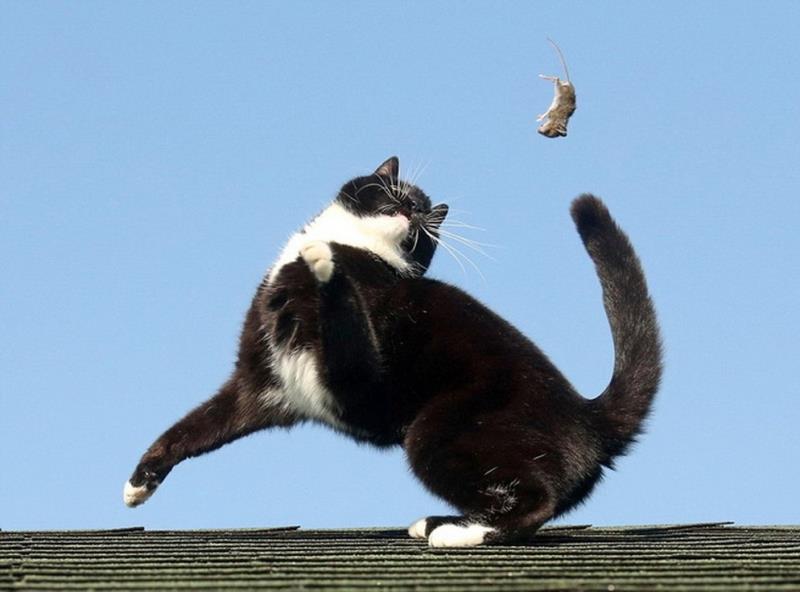 Nuôi mèo đuổi chuột