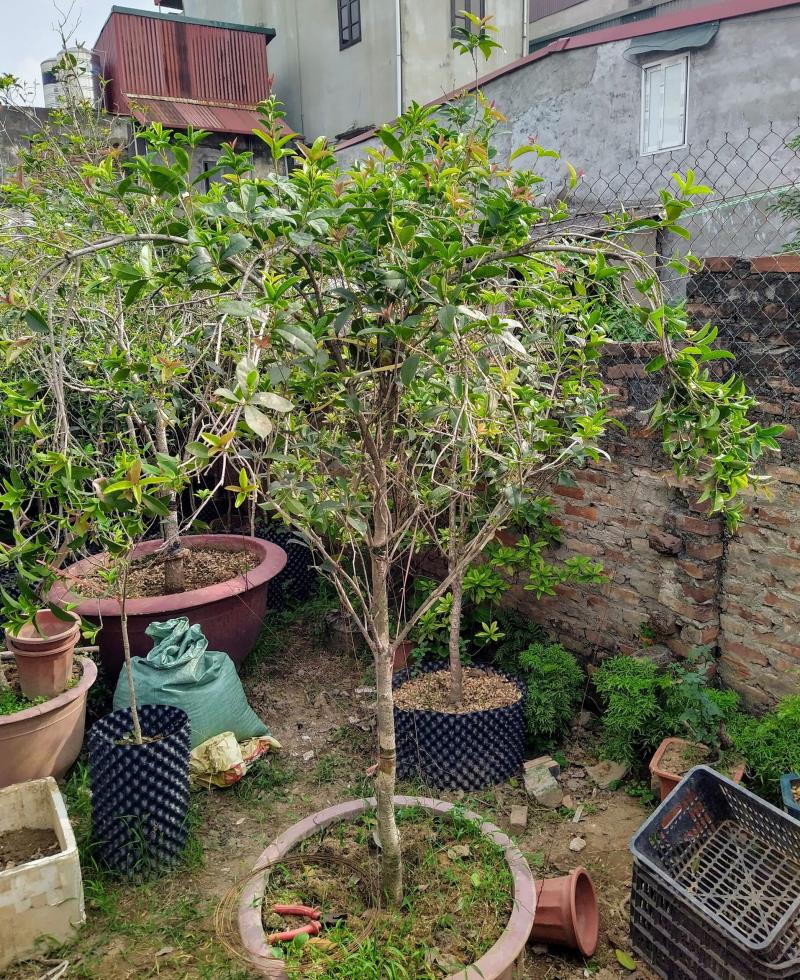 Mua cây mộc ở các công ty cây cảnh