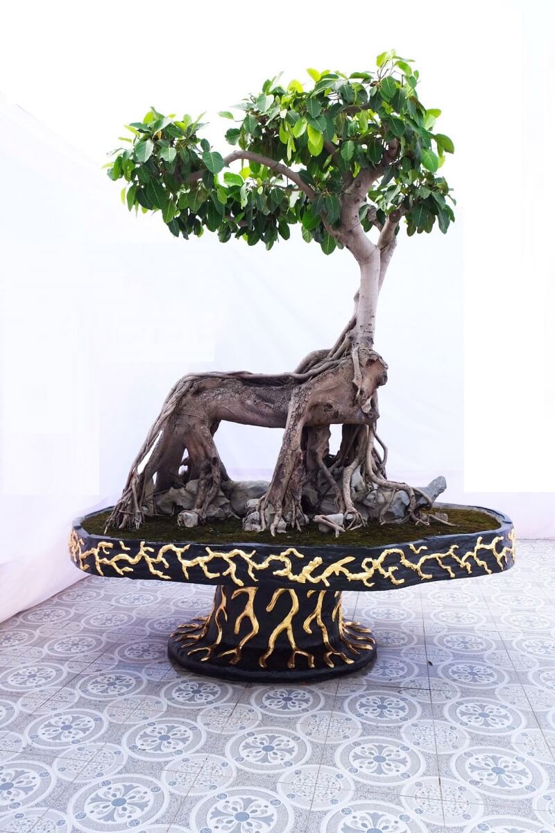 Nếu thích trồng đa để trang trí, bạn nên chọn trồng cây đa cảnh