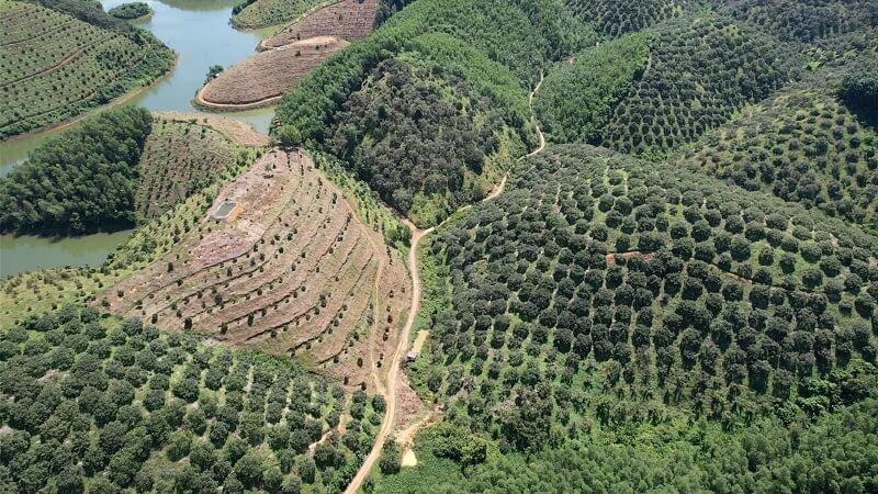 Đất rừng sản xuất phù hợp với chủ trương chính sách