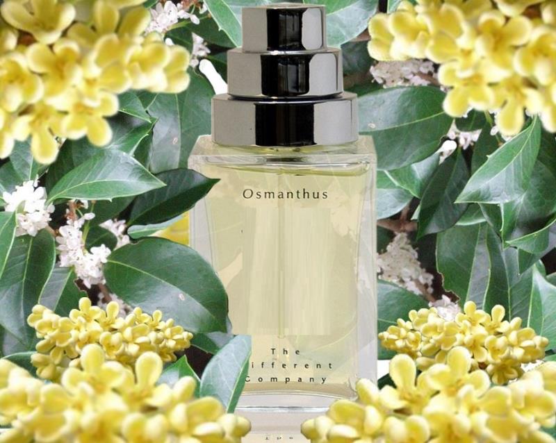 Hoa mộc dùng để sản xuất nước hoa