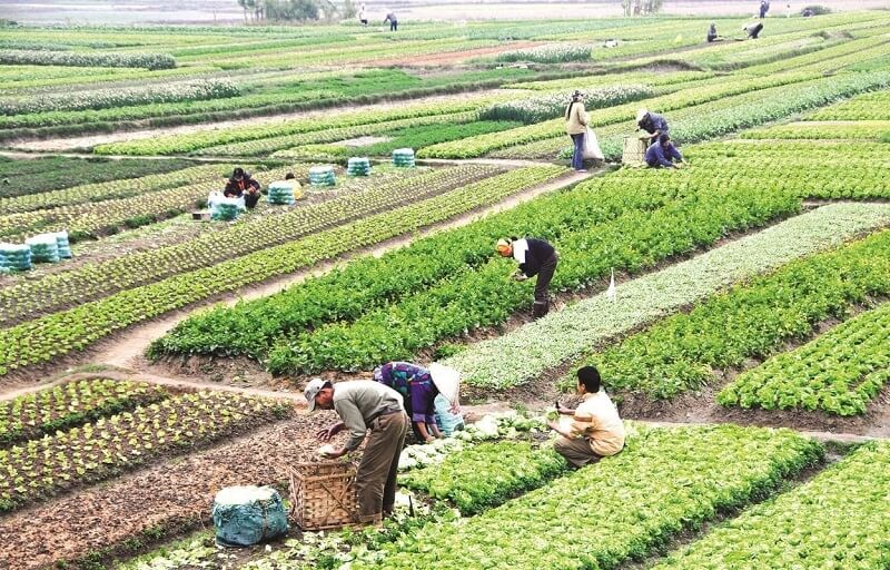 Lợi ích khi biết cách quy đổi từ sào ra m2 đất