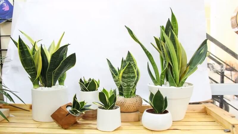 Sinh khí không tự nhiên sinh ra cũng không tự nhiên mất đi