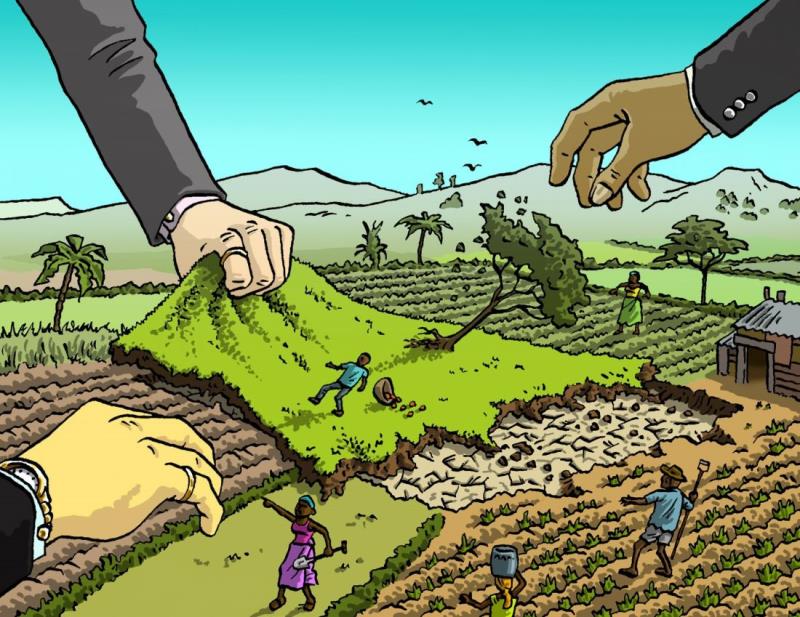 Đất khai hoang cần phải không có tranh chấp mới được cấp sổ đỏ