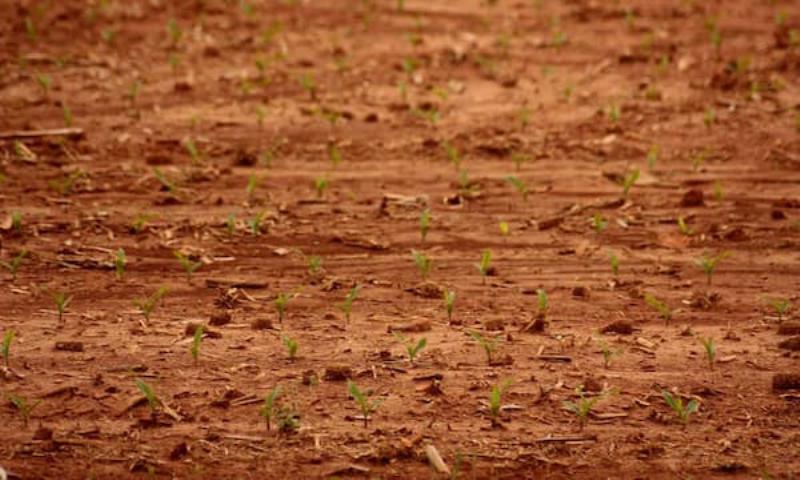 Trồng cây bằng đất sét