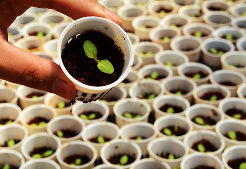 Trồng cây cảnh bằng loại đất hữu cơ