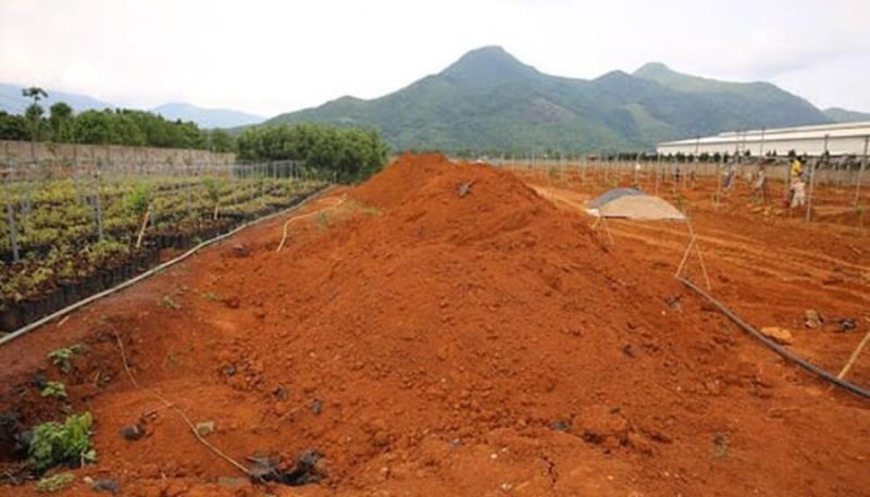 Trồng cây công trình bằng đất đỏ