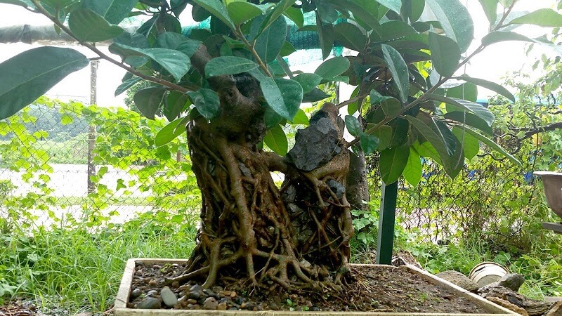 Trồng cây đa trước nhà