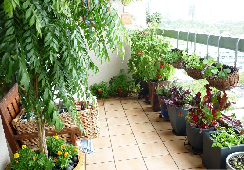 Trồng nhiều cây xanh