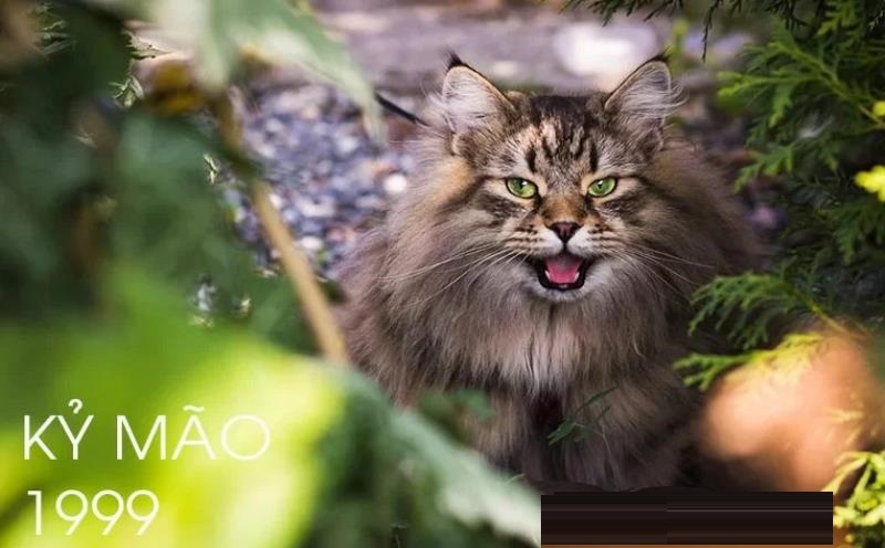 Tuổi Kỷ Mão hợp hướng nào