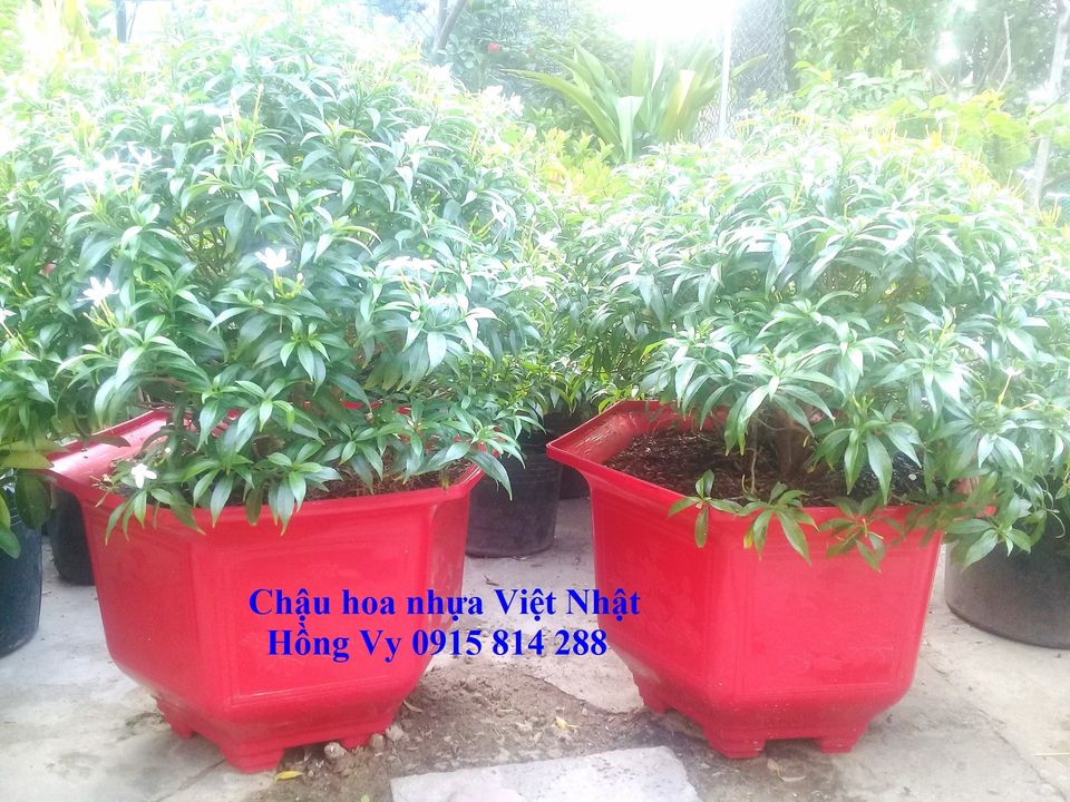 Chậu hoa nhựa Ống trúc - chuận hoa nhựa Việt Nhật