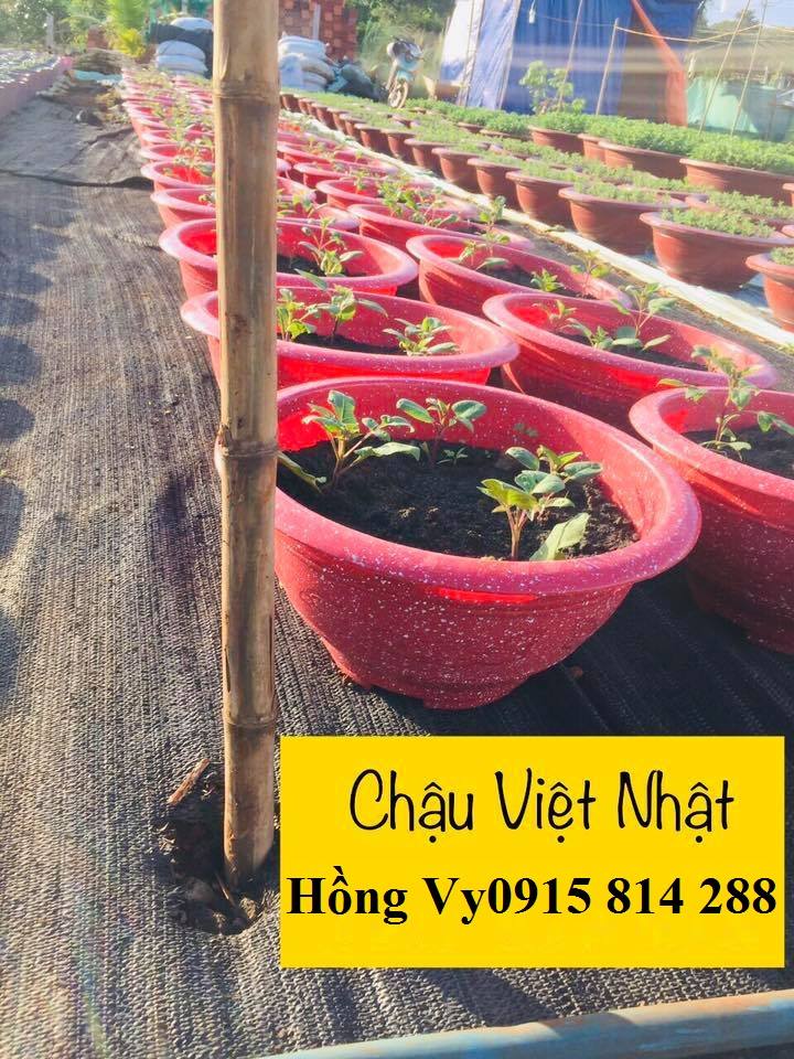Chậu hoa nhựa Ống trúc - chuận hoa nhựa Việt Nhật