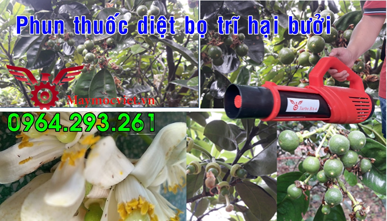 Máy phun thuốc diệt côn trùng gây hại cây bưởi ra hoa không đậu quả