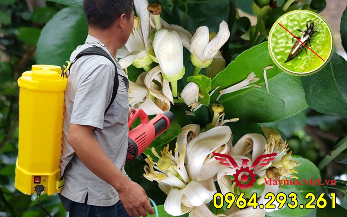 Máy phun thuốc diệt côn trùng gây hại cây bưởi ra hoa không đậu quả