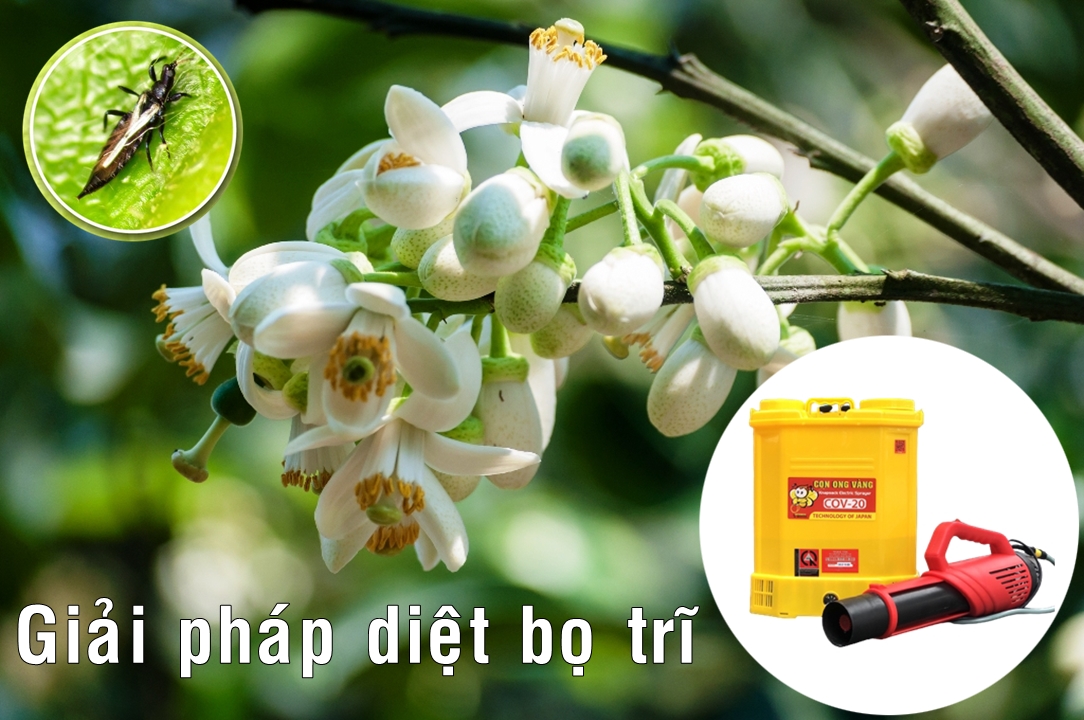 Máy phun thuốc diệt côn trùng gây hại cây bưởi ra hoa không đậu quả