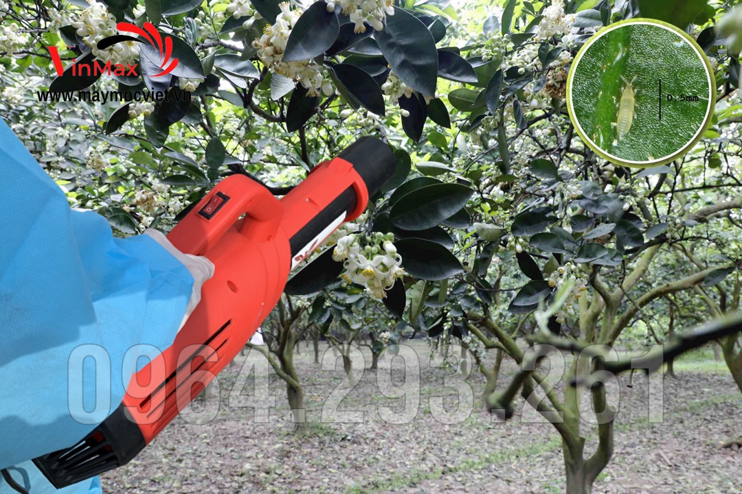 Máy phun thuốc diệt côn trùng gây hại cây bưởi ra hoa không đậu quả