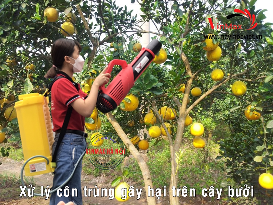 Máy phun thuốc diệt côn trùng gây hại cây bưởi ra hoa không đậu quả