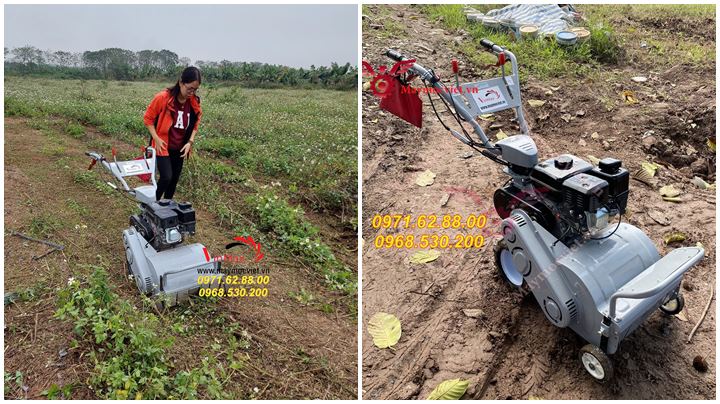 Máy cắt cỏ trục băm cho nhà vườn chất lượng cao