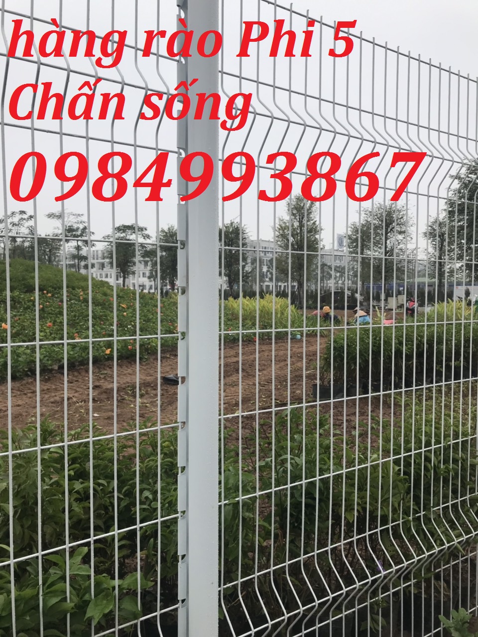 Cột trái đào ,hàng rào cột trái đào mạ kẽm sơn tĩnh điện