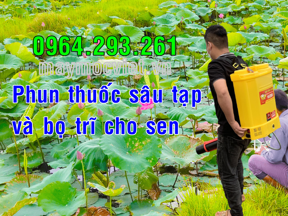 Bình phun thuốc sâu 20 lít CON ONG VÀNG gắn vòi phun Turbo BA6