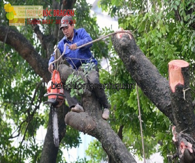 Cắt cây cảnh, tỉa cành ở Đồng Nai, TPHCM