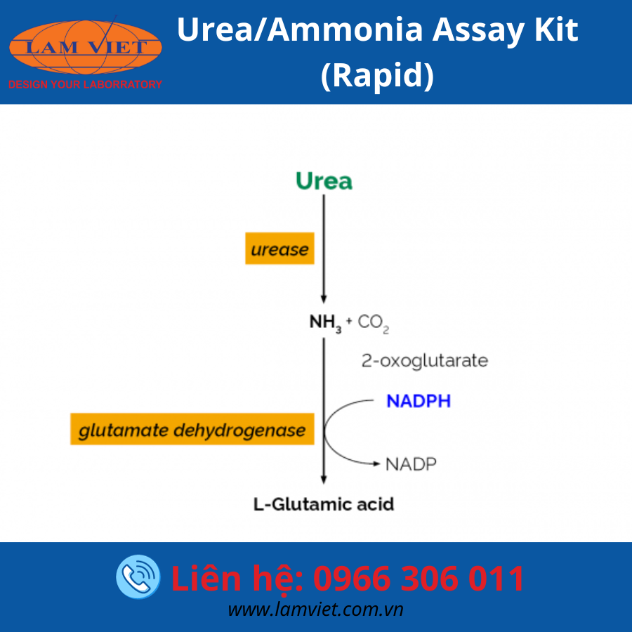 Urea/Ammonia Assay Kit (Rapid)