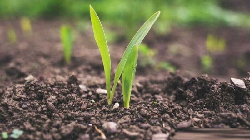 Nắm vững một số quy định về thời hạn sử dụng đất trồng cây hàng năm