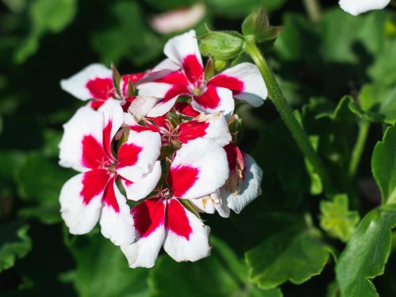 Các loại hoa trồng ban công chung cư đẹp và được ưa chuộng nhất