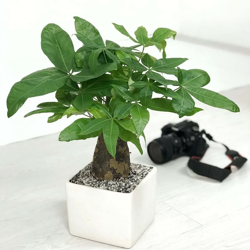 Mệnh mộc nên trồng cây gì trước nhà? Giải đáp phong thủy