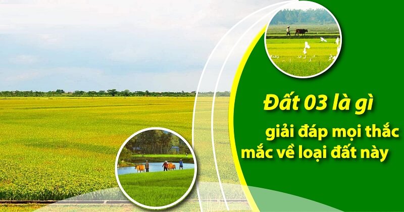 Đất 03 là đất gì? Cập nhật những quy định mới nhất về đất 03