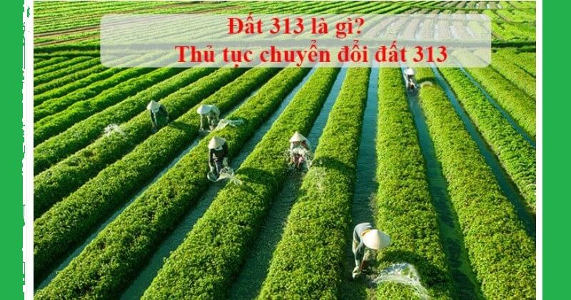 Đất 313 là gì? Muốn chuyển đổi đất 313 cần làm thủ tục gì?