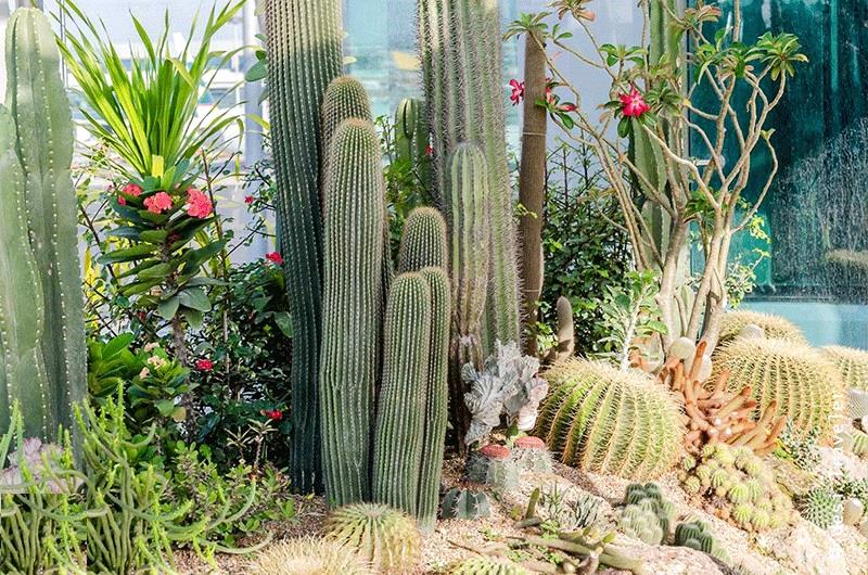 Những cây không nên trồng trước nhà có thể bạn chưa biết