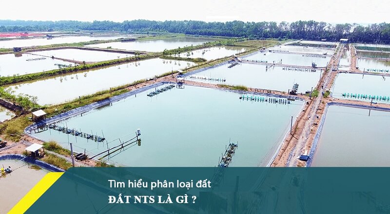 Loại đất NTS là gì? Khám phá quy định mới về loại đất này