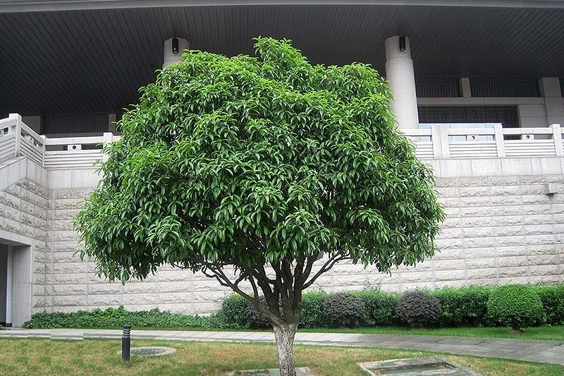 Giải đáp thắc mắc có nên trồng cây mộc trước nhà không?