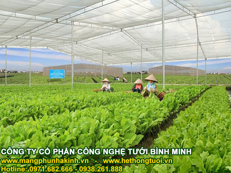 Lưới chắn côn trùng made in Israel politiv, nhà lưới