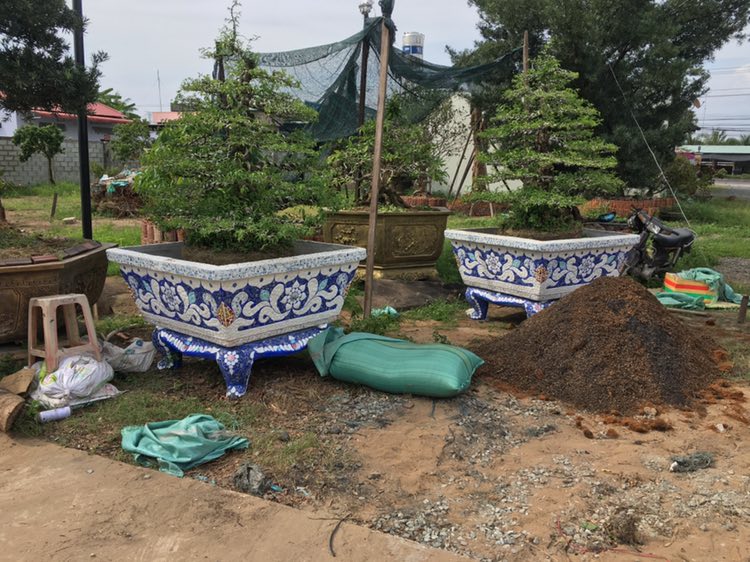 Chậu cẩn miễng - chậu khảm sành tphcm thủ đức