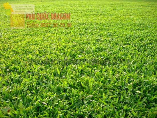 Cỏ nhung nhật, cỏ lá gừng giá rẻ ở TPHCM, Đồng Nai