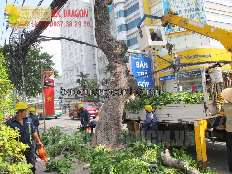 Dịch vụ chặt bứng cây, cắt tỉa cây ở TPHCM, Đồng Nai