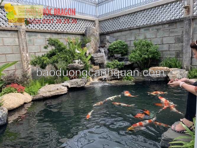 Thi công hồ cá Koi Nhật chuẩn ở TPHCM, Đồng Nai